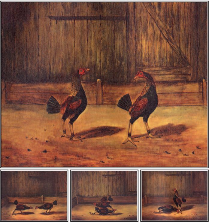 The Breeding and Management of Fighting Cocks