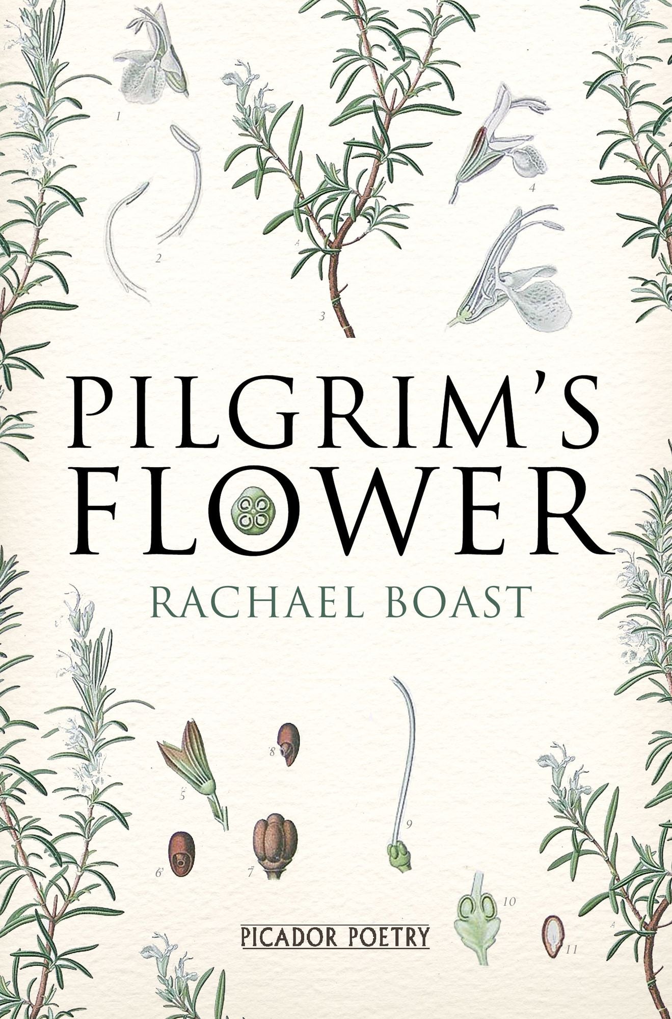 Pilgrim's Flower