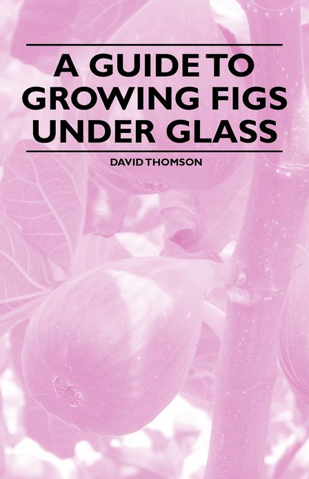 A Guide to Growing Figs Under Glass