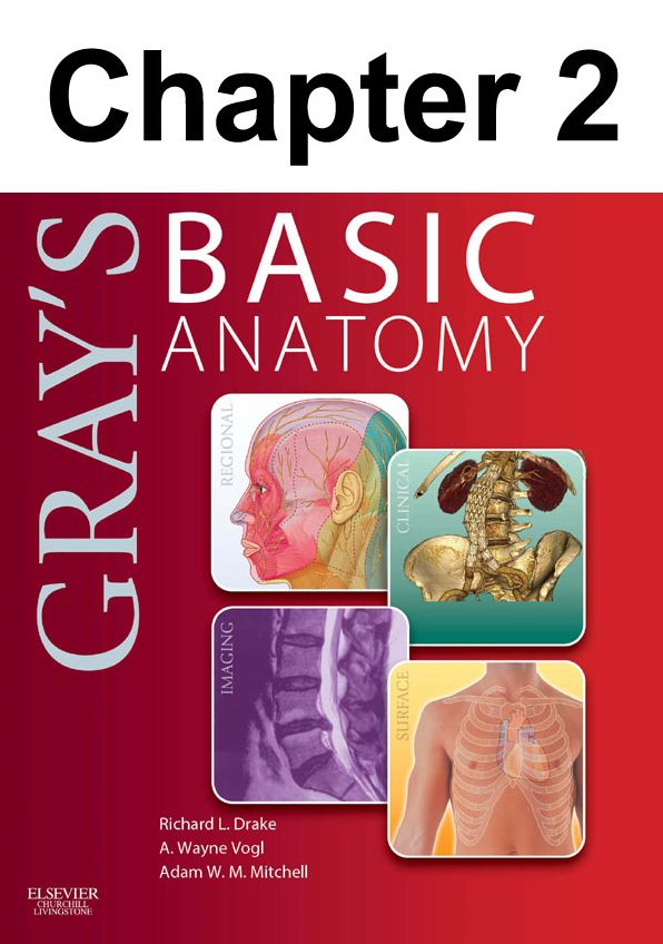 Back: Chapter 2 of Gray's Basic Anatomy