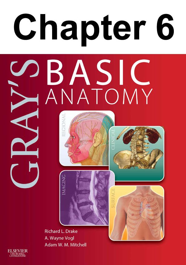 Lower Limb: Chapter 6 of Gray's Basic Anatomy