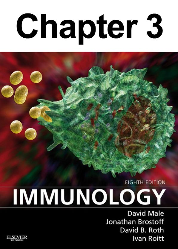 Antibodies: Chapter 3 of Immunology