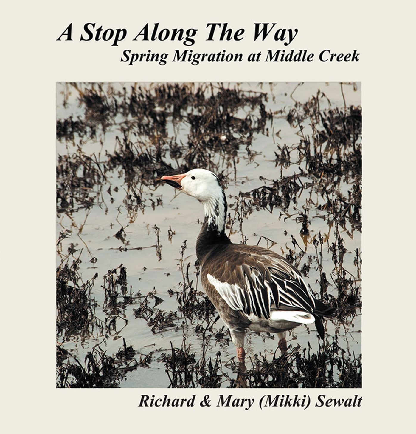 A Stop Along The Way: Spring Migration at Middle Creek