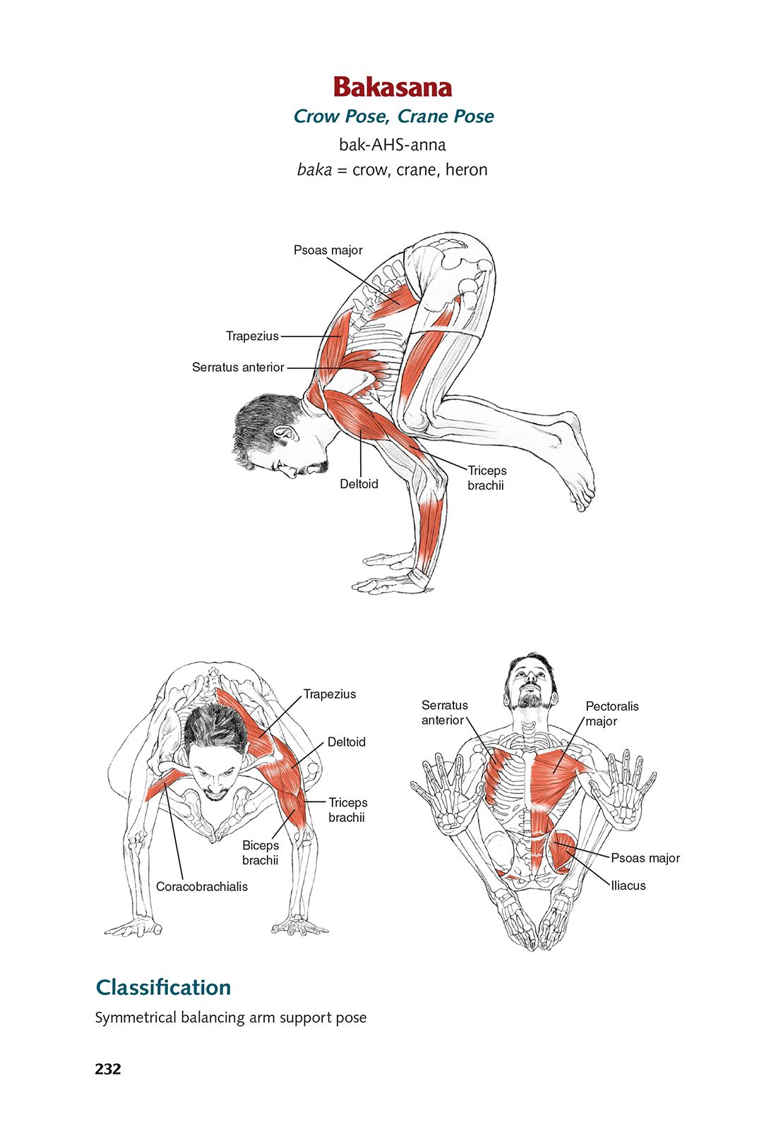 Yoga Anatomy-2nd Edition