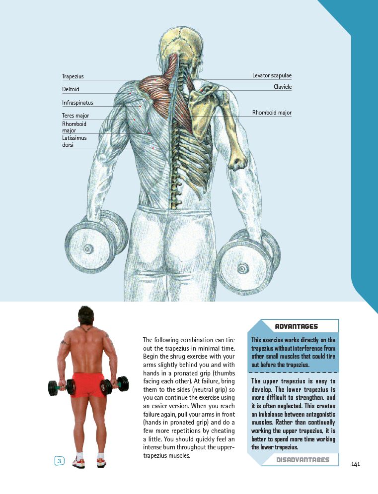 The Strength Training Anatomy Workout