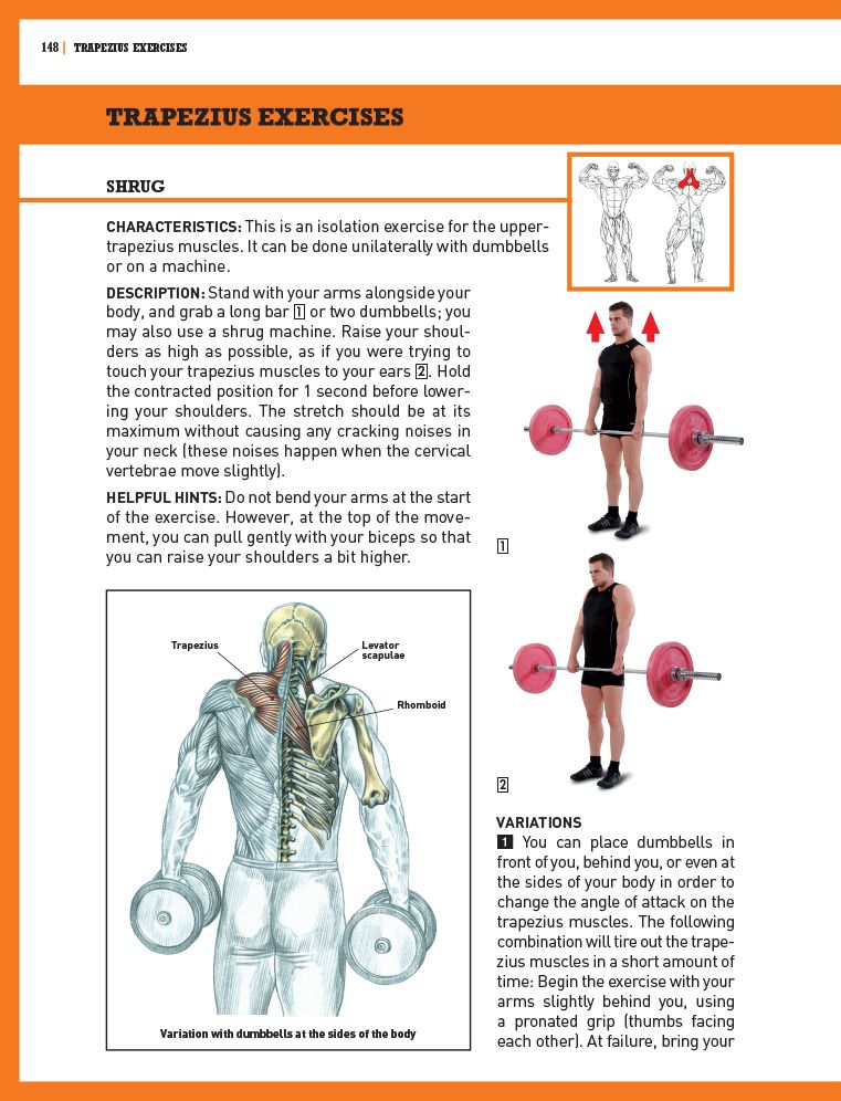 The Strength Training Anatomy Workout II