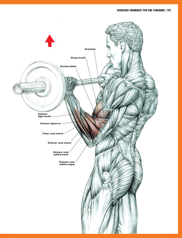 The Strength Training Anatomy Workout II
