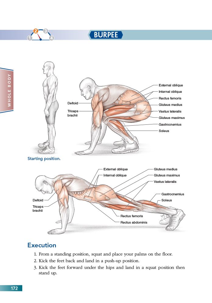 Bodyweight Strength Anatomy