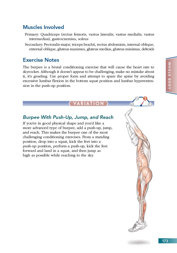 Bodyweight Strength Anatomy