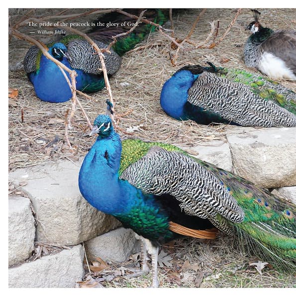 Flocks, Herds, Litters, and Schools