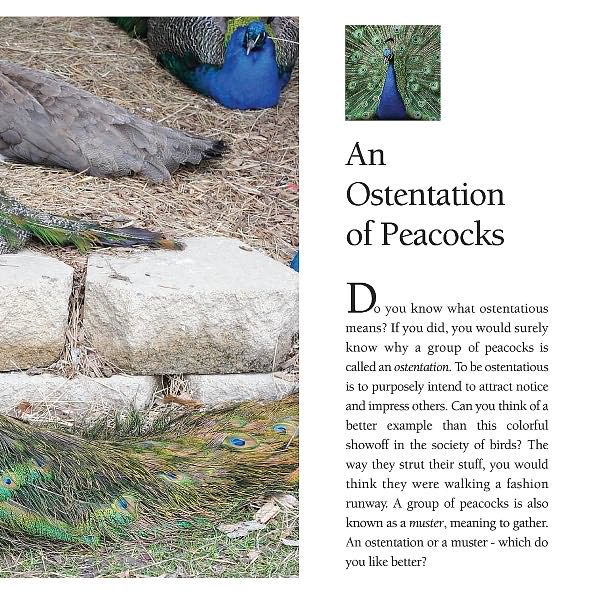 Flocks, Herds, Litters, and Schools