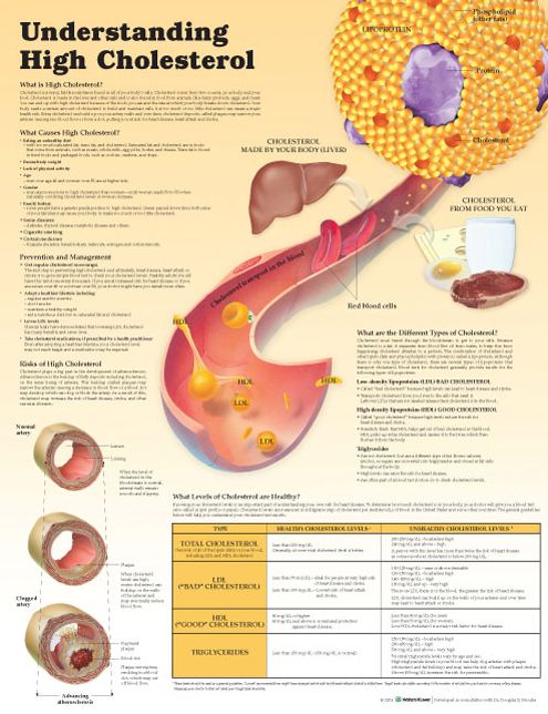 Understanding High Cholesterol Paper