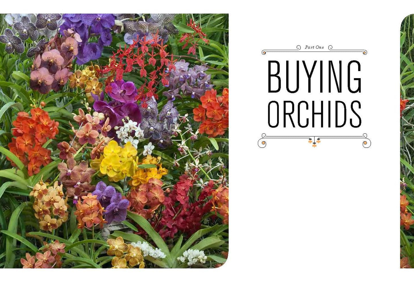 The Orchid Whisperer: Expert Secrets for Growing Beautiful Orchids
