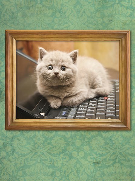 I Could Pee on This: And Other Poems by Cats