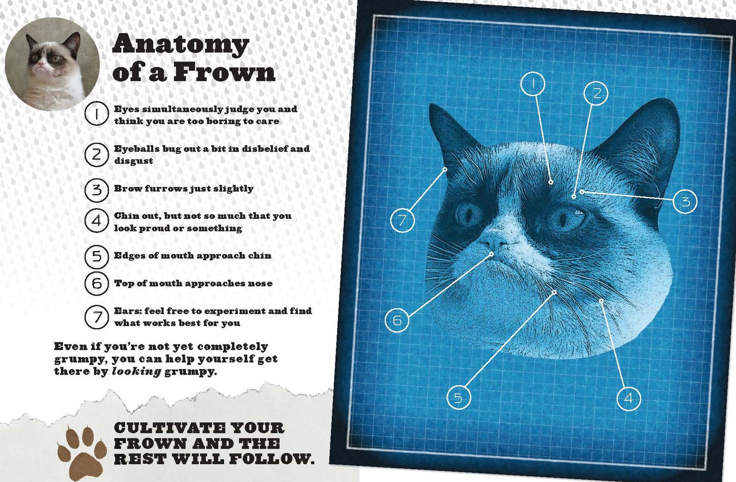 Grumpy Cat: A Grumpy Book