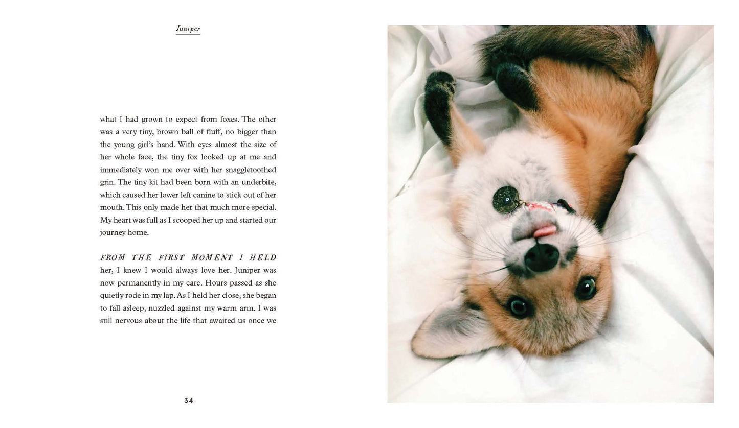 Juniper: The Happiest Fox