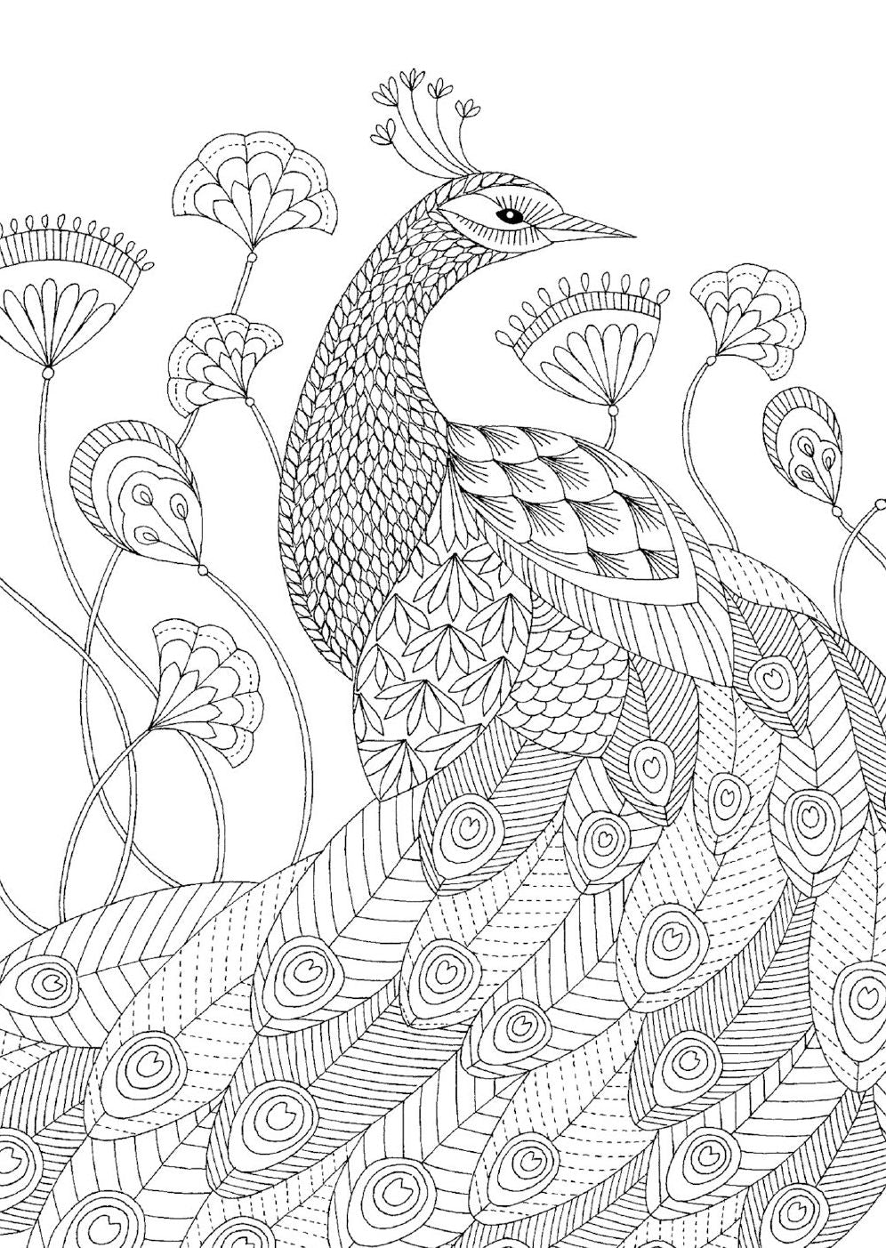 Millie Marotta's Animal Kingdom Postcards: Set of 50