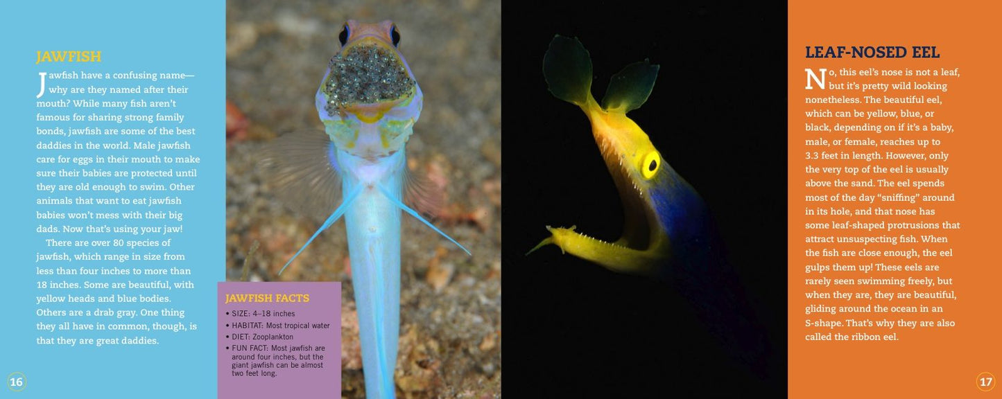 Clownfish Aren't So Funny : Fascinating Facts About Some of the Ocean's Most Misunderstood Creatures