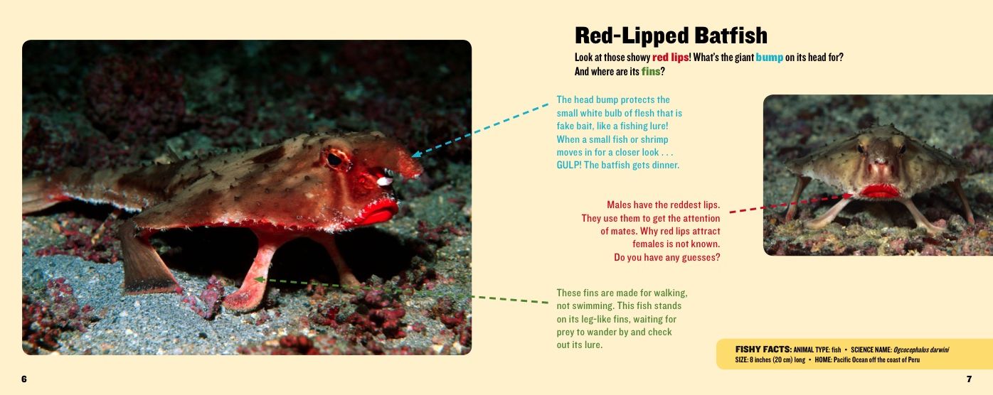 Weird Animals