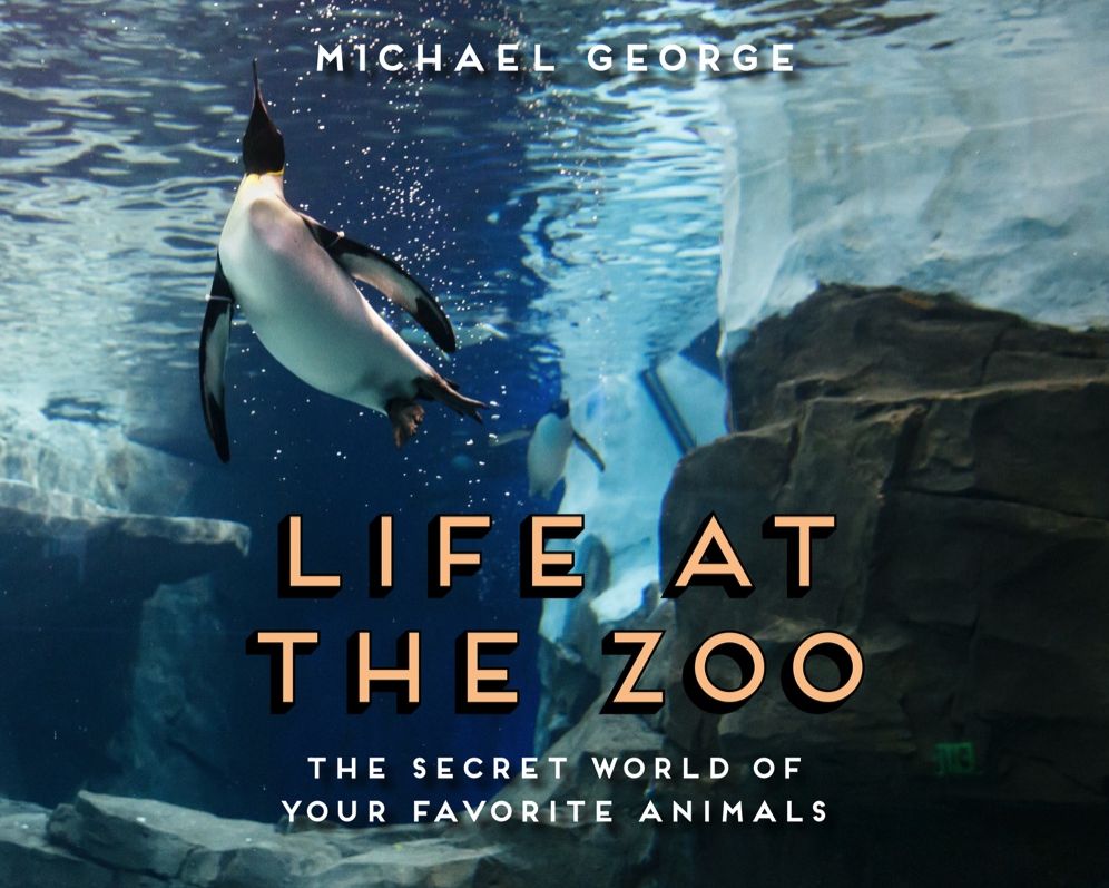 Life at the Zoo : The Secret World of Your Favorite Animals