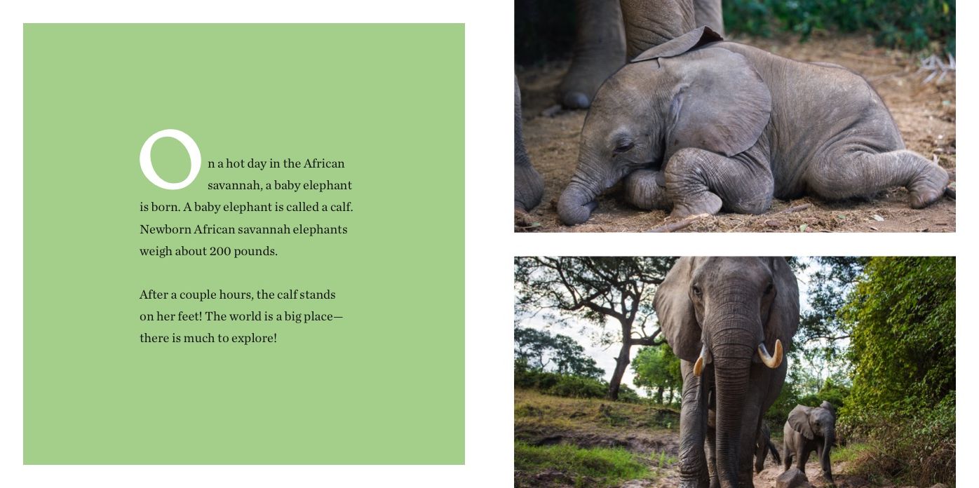 Baby Elephant Joins the Herd