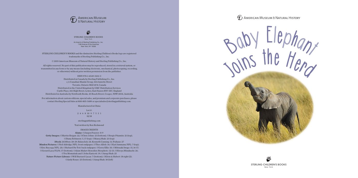 Baby Elephant Joins the Herd