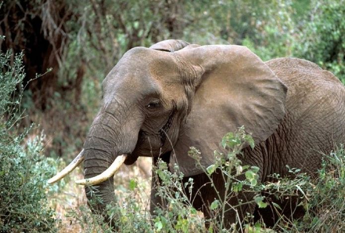 In Africa: Hunting Adventures in the Big Game Country