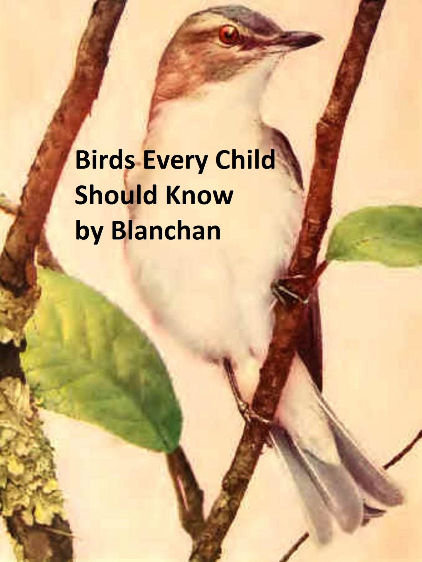 Birds Every Child Should Know, Illustrated
