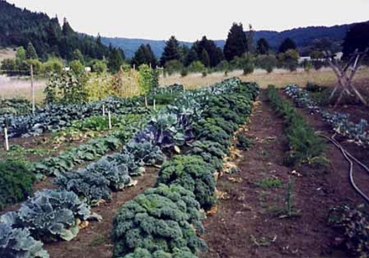 Gardening Without Irrigation: or Without Much, Anyway