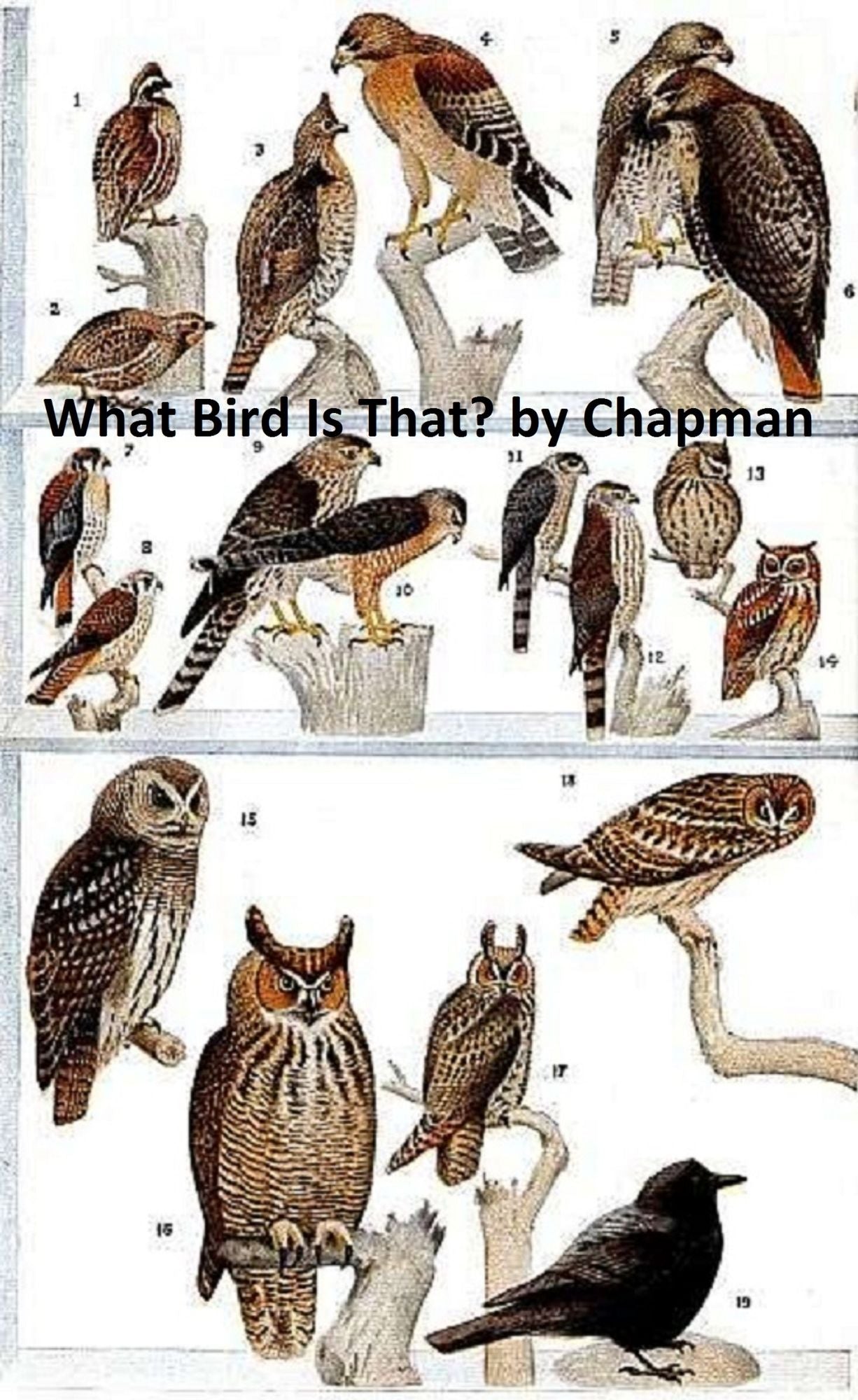 What Bird is That? Land Birds of the Eastern US, Illustrated