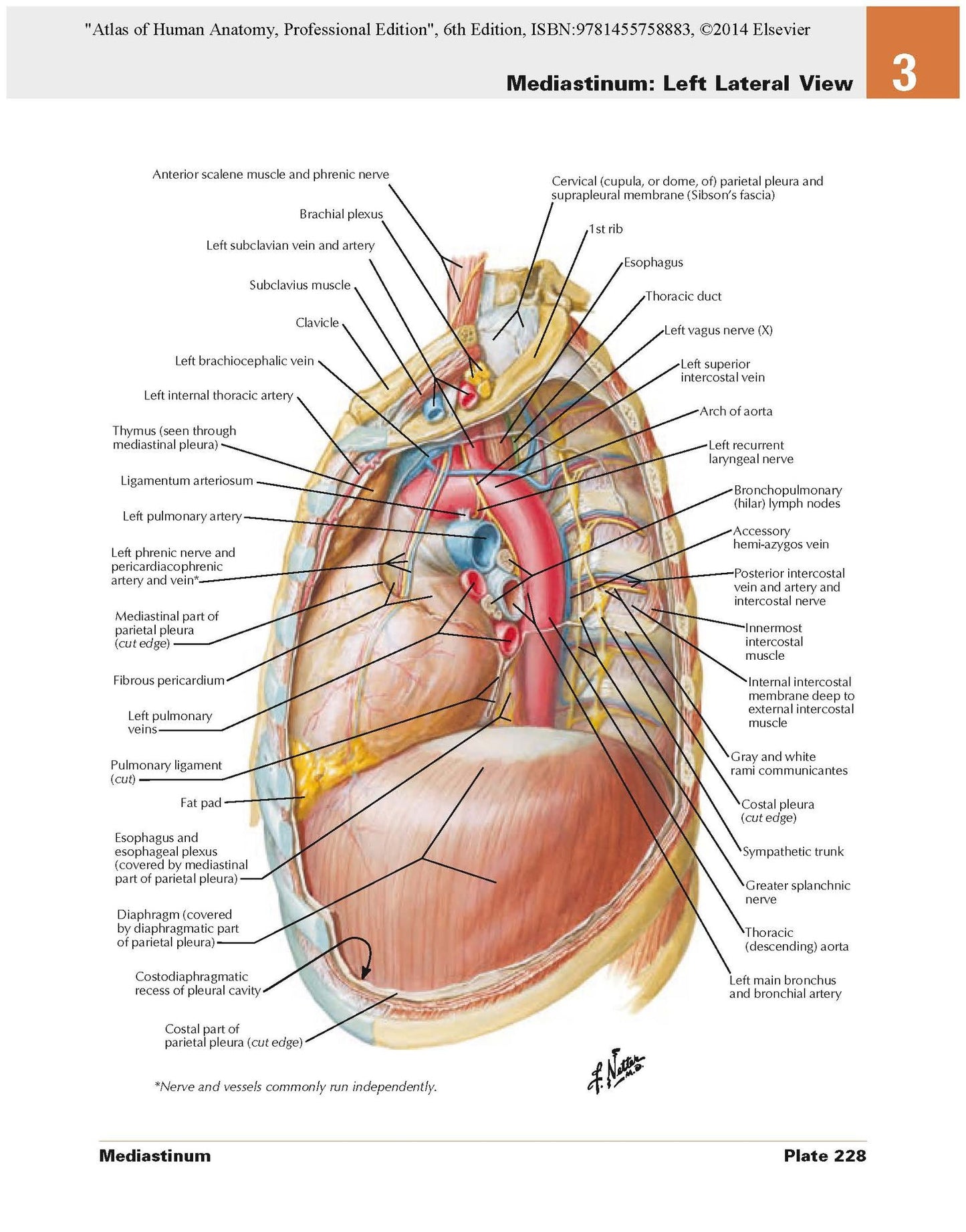 Atlas of Human Anatomy: including Student Consult Interactive Ancillaries and Guides