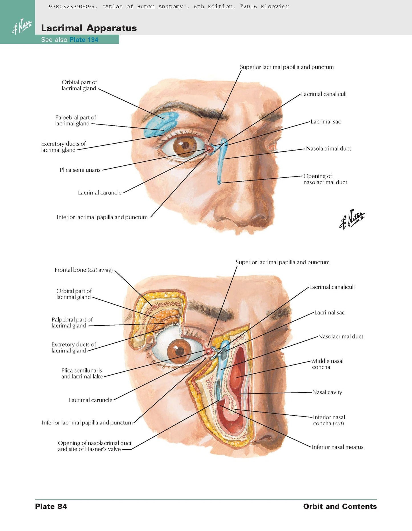 Atlas of Human Anatomy: including Student Consult Interactive Ancillaries and Guides
