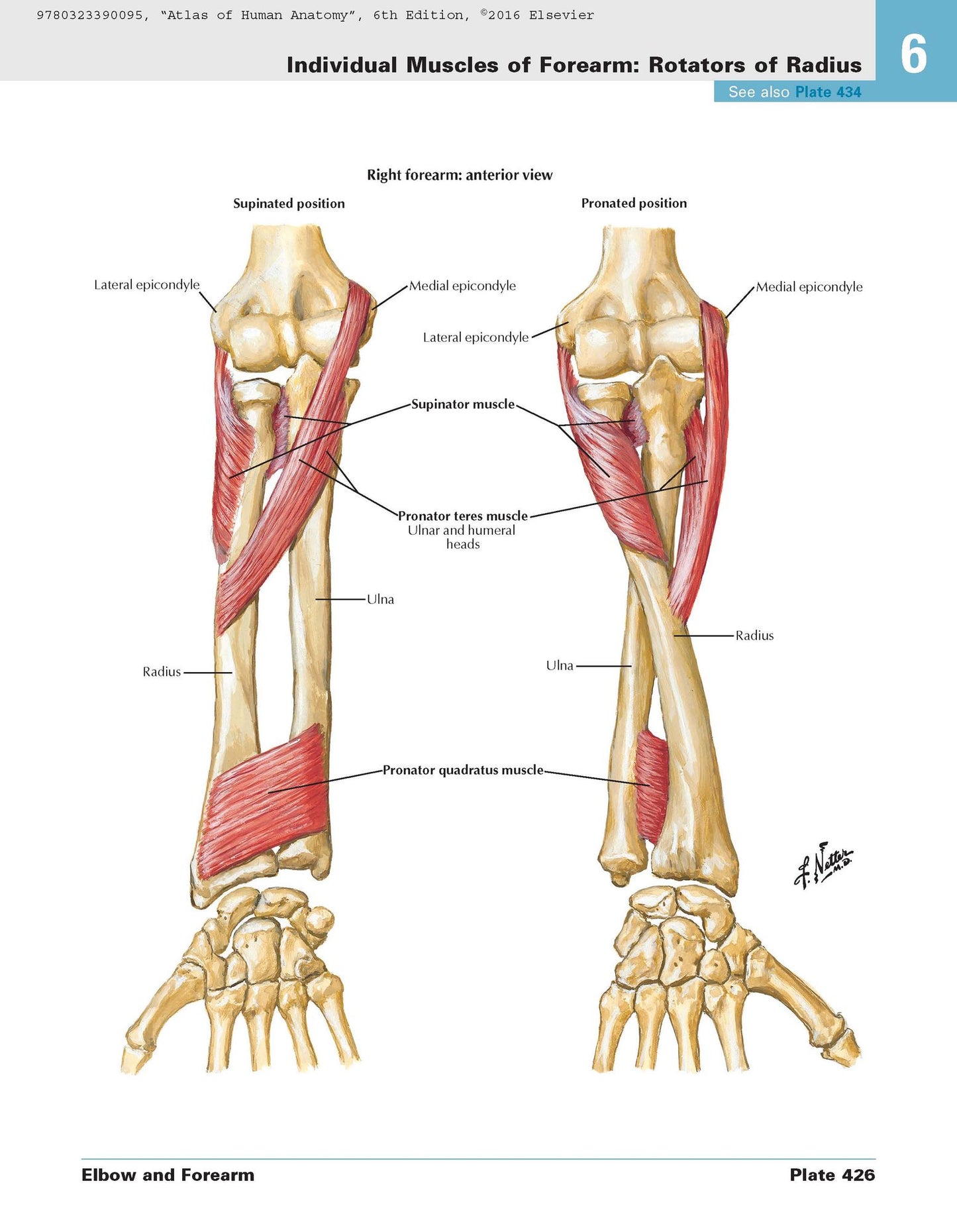 Atlas of Human Anatomy: including Student Consult Interactive Ancillaries and Guides