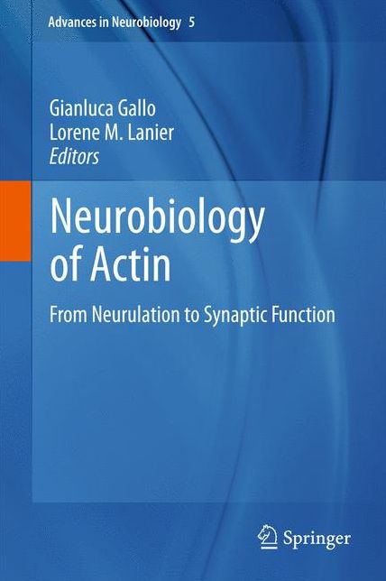 Neurobiology of Actin: From Neurulation to Synaptic Function