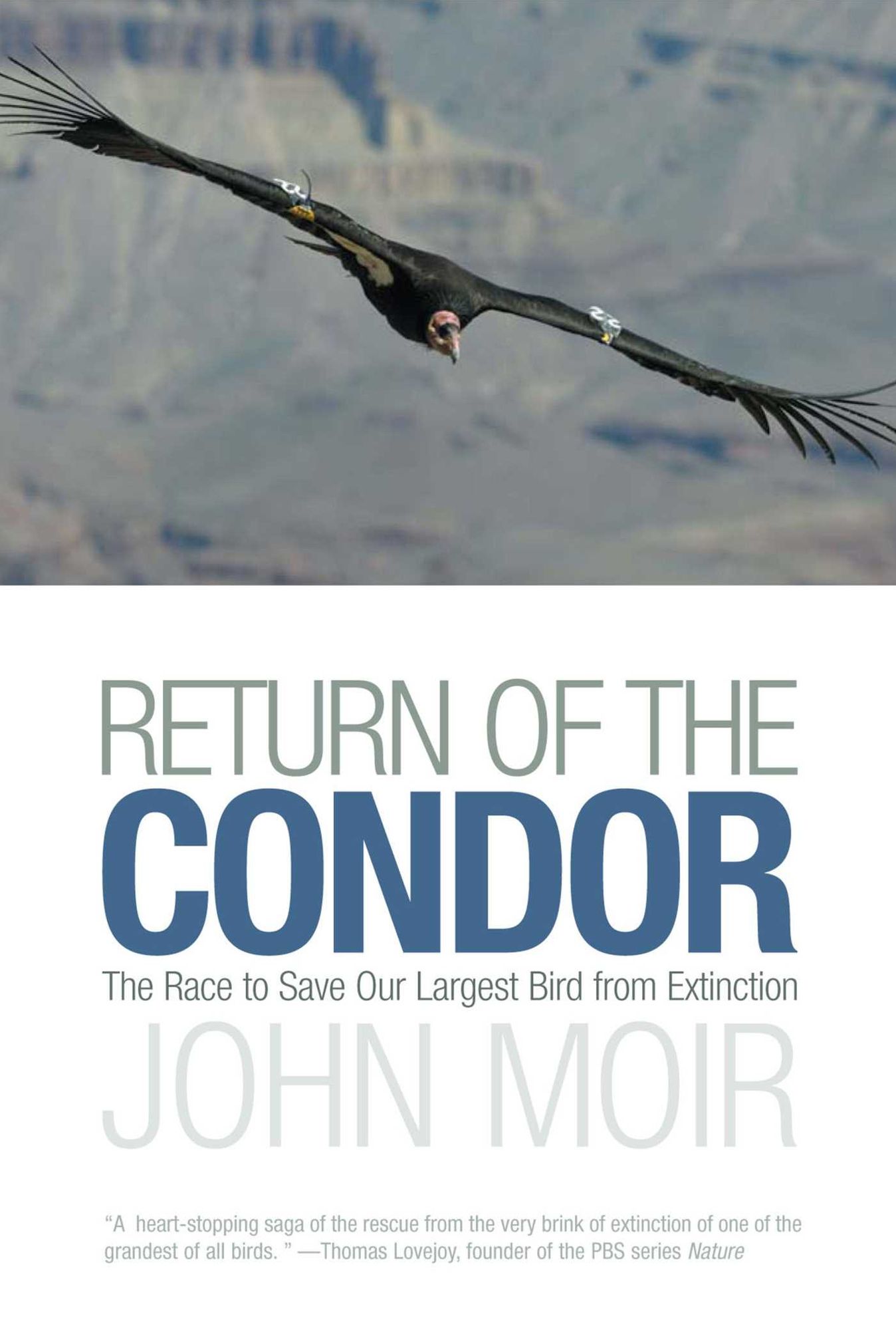 Return of the Condor: The Race To Save Our Largest Bird From Extinction