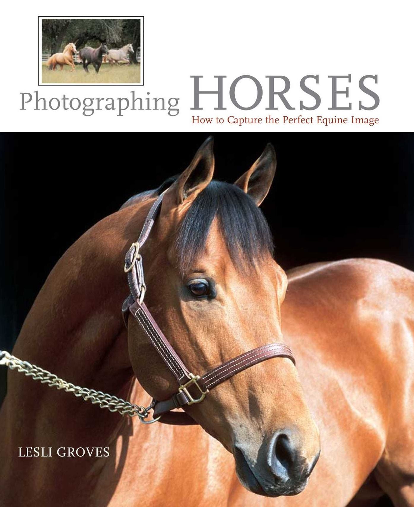 Photographing Horses: How To Capture The Perfect Equine Image