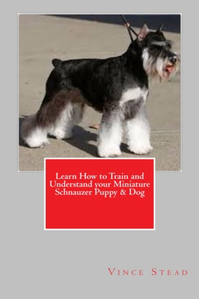 Learn How to Train and Understand your Miniature Schnauzer Puppy & Dog