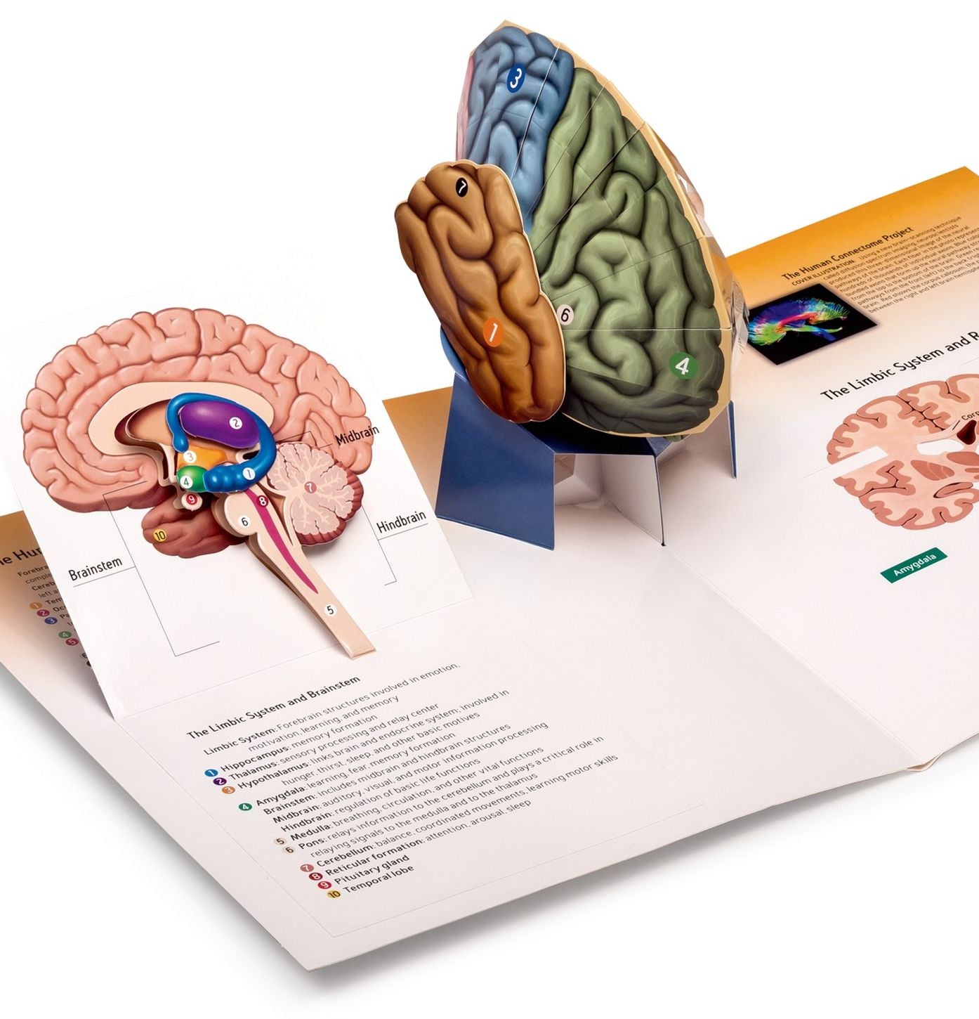 Psychology: Three-Dimensional Brain