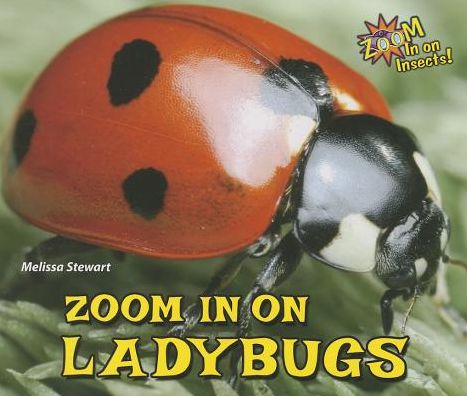 Zoom in on Ladybugs
