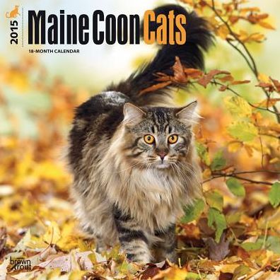 Maine Coon Cats Calendar