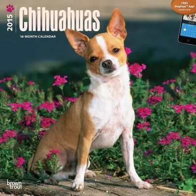 Chihuahuas Calendar