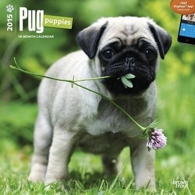 Pug Puppies Calendar