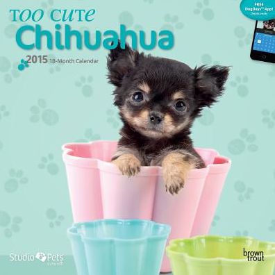 Too Cute Chihuahua Calendar