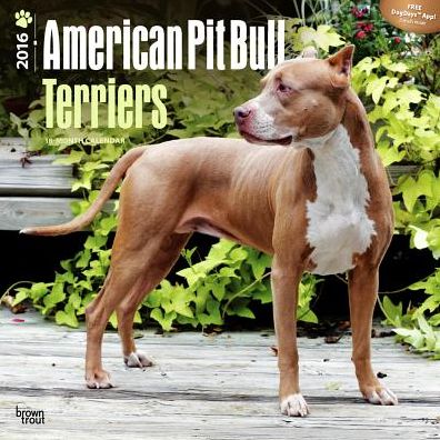 2016 American Pit Bull Terriers Square 12x12 Wall Calendar