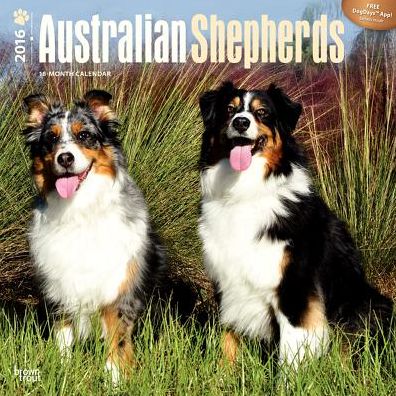 2016 Australian Shepherds Square 12x12 Wall Calendar