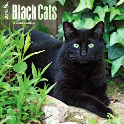 2016 Black Cats Square 12x12 Wall Calendar