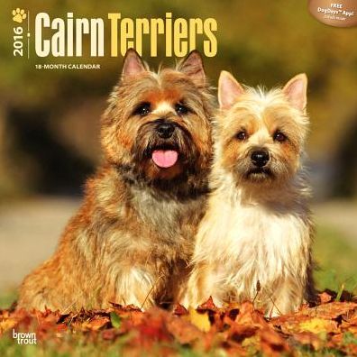 2016 Cairn Terriers Square 12x12 Wall Calendar