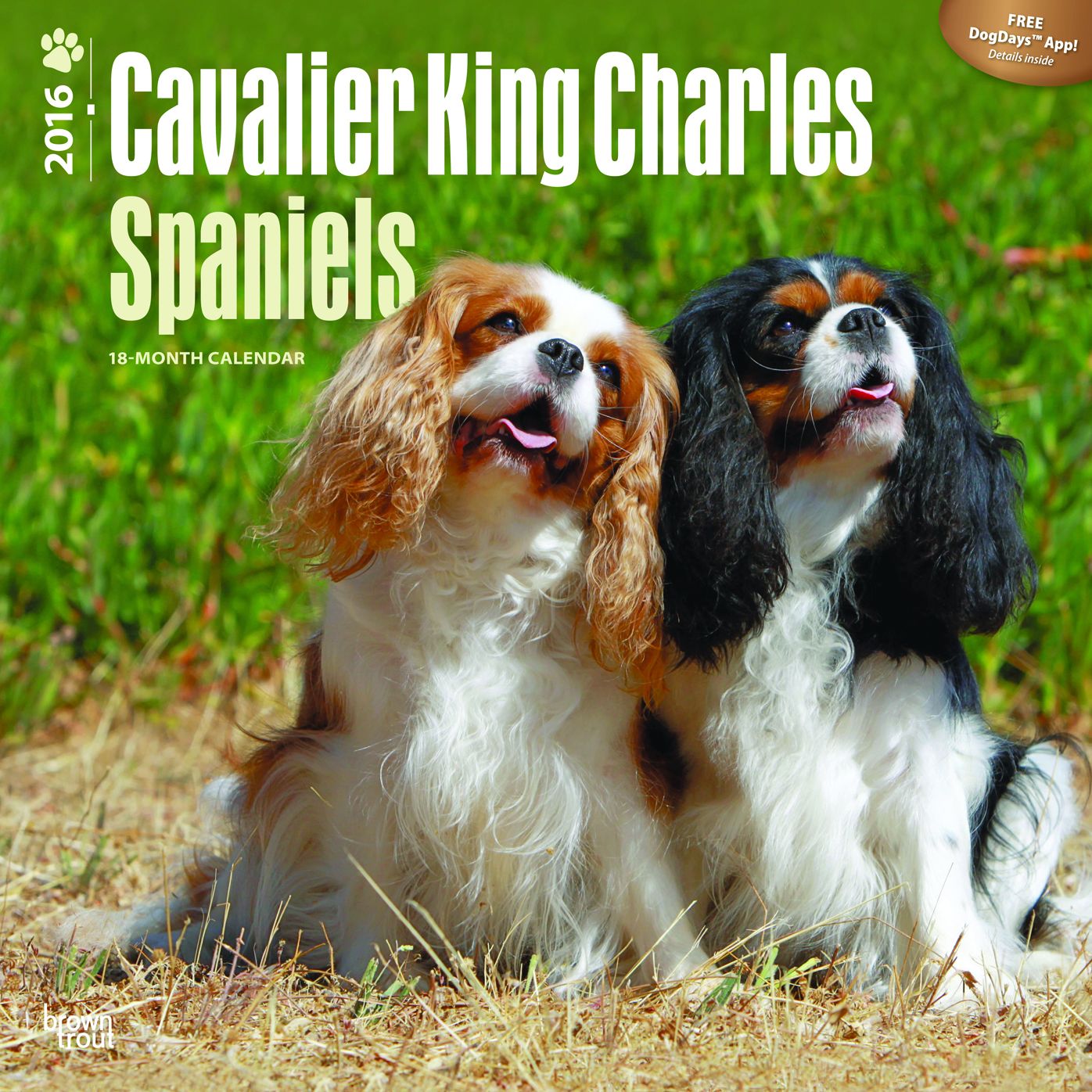 2016 Cavalier King Charles Spaniels Square 12x12 Wall Calendar