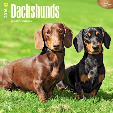 2016 Dachshunds Square 12x12 Wall Calendar