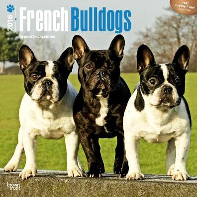 2016 French Bulldogs Square 12x12 Wall Calendar